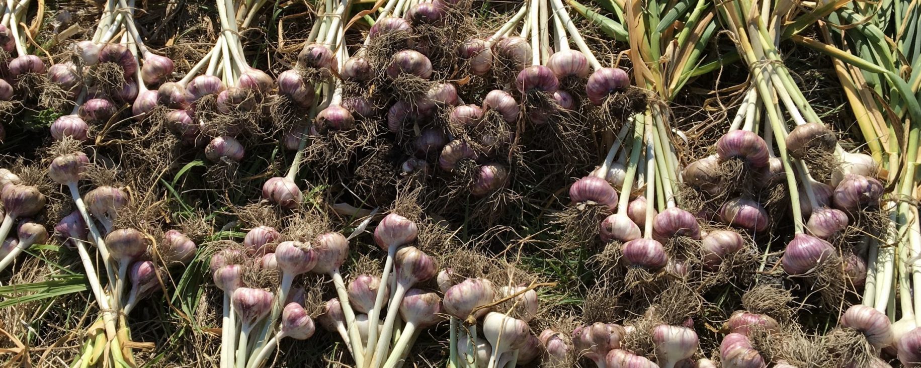 Read More About our Garlic