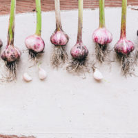 Garlic-Ad-3